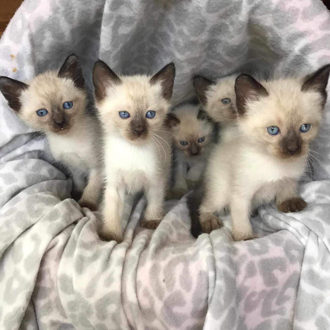 son gatos siames
