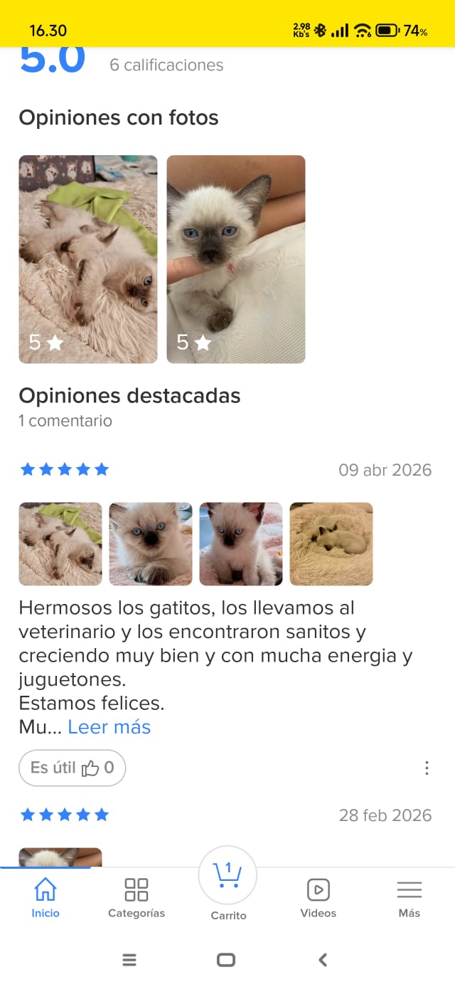 una venta de gatos siames en santiago de chile